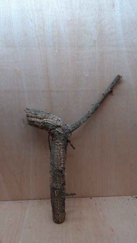 Medium Cork Branch - 40-80cm - 1
