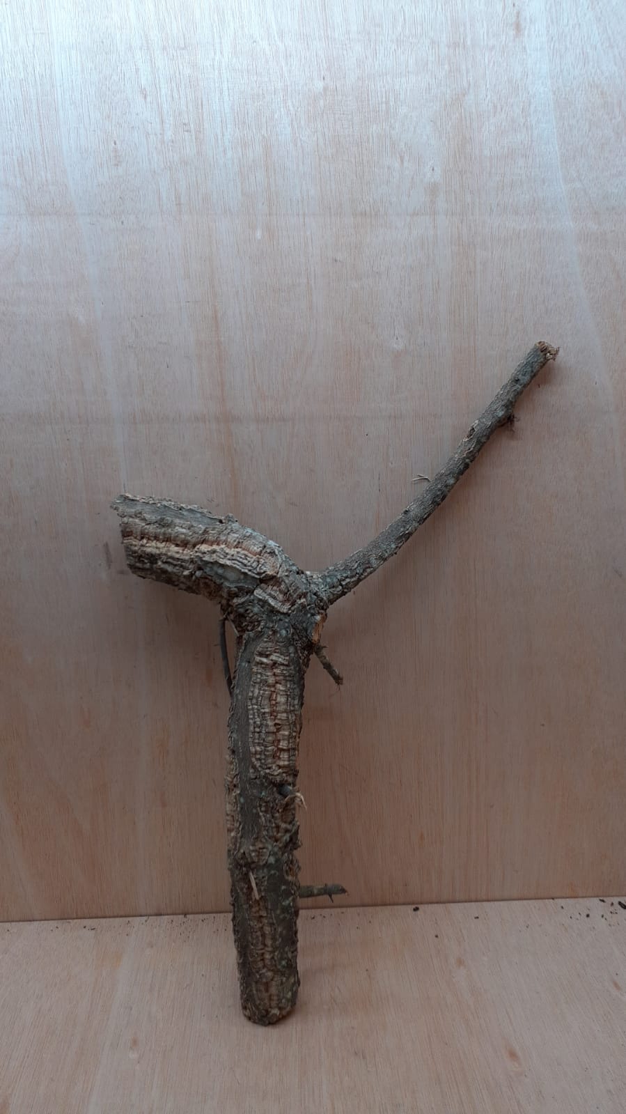 Medium Cork Branch - 40-80cm - 1