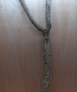 Large Cork Branch - 80-110cm - 5
