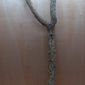 Large Cork Branch - 80-110cm - 5