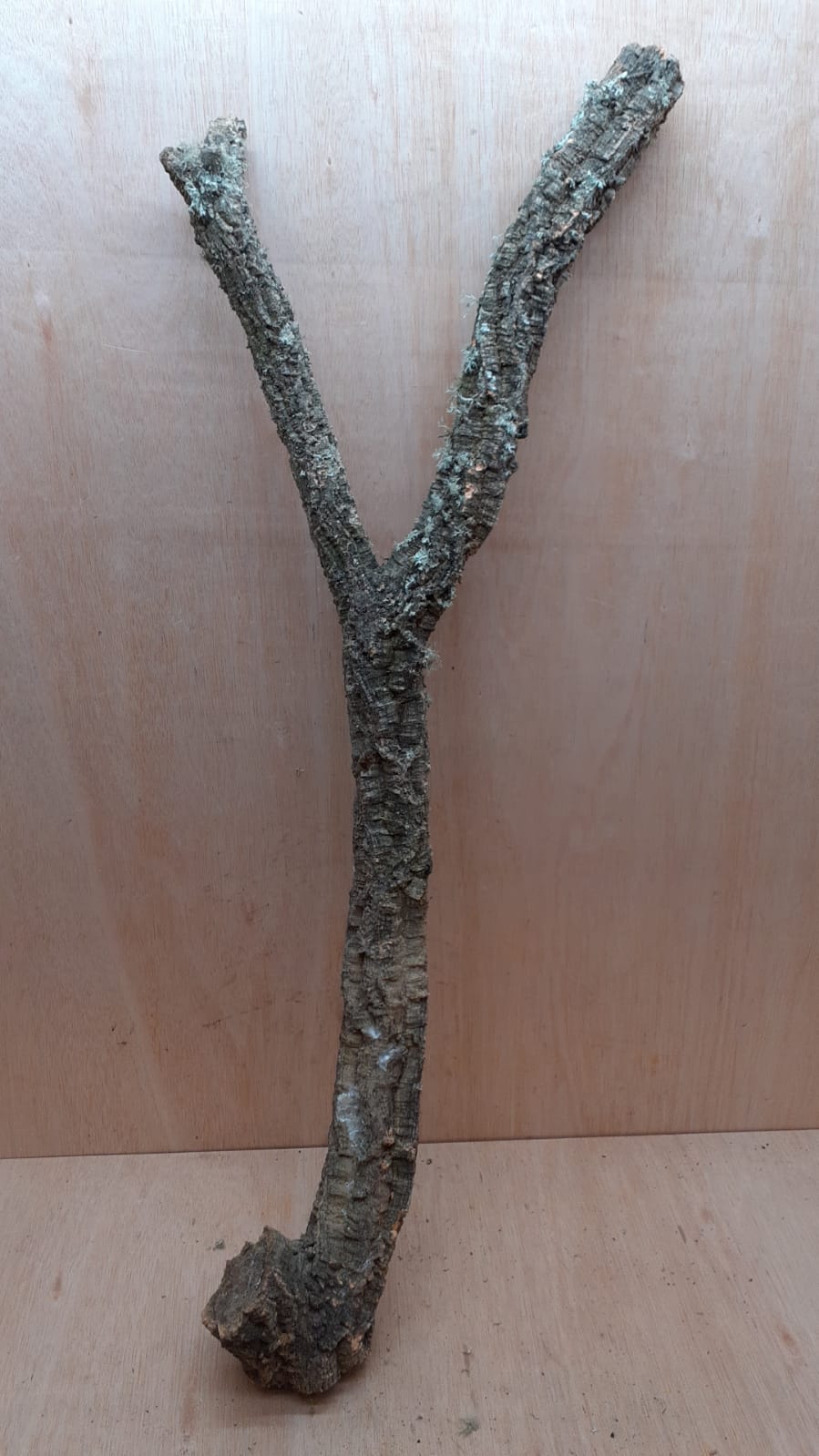 Large Cork Branch - 80-110cm - 17