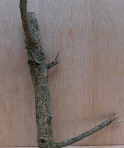 Small Cork Branch - Upto 40cm - 15