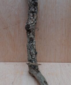 Small Cork Branch - Upto 40cm - 17