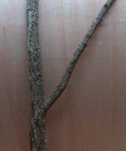 Large Cork Branch - 80-110cm - 22