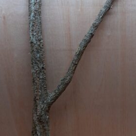 Large Cork Branch - 80-110cm - 22