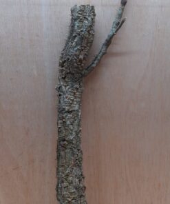 Medium Cork Branch - 40-80cm - 26