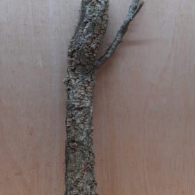 Medium Cork Branch - 40-80cm - 26