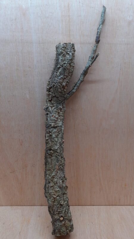 Medium Cork Branch - 40-80cm - 26