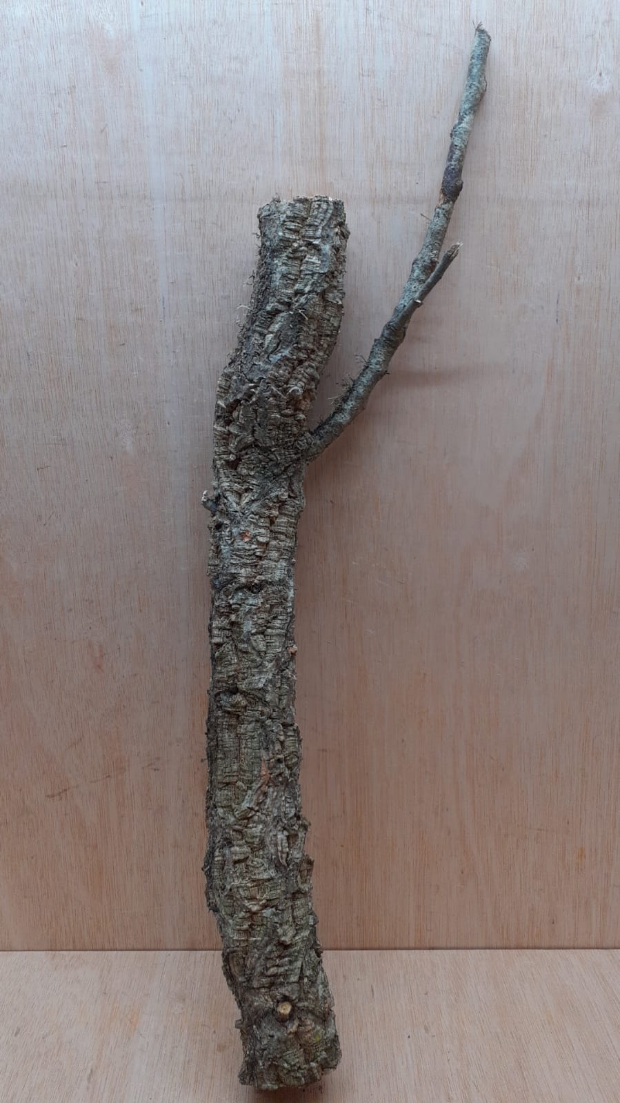 Medium Cork Branch - 40-80cm - 26