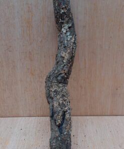 Small Cork Branch - Upto 40cm - 14