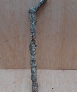 Small Cork Branch - Upto 40cm - 19