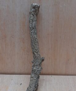 Small Cork Branch - Upto 40cm - 13