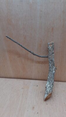 Small Cork Branch - Upto 40cm - 18