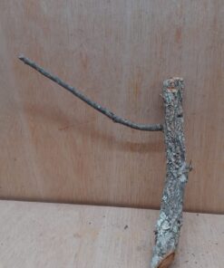 Small Cork Branch - Upto 40cm - 18
