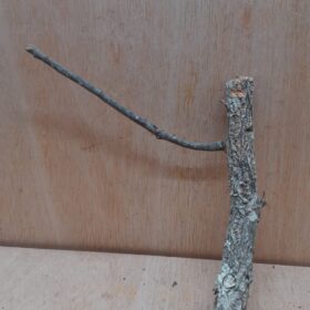 Small Cork Branch - Upto 40cm - 18