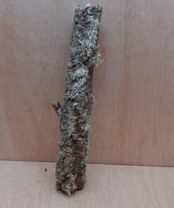 Small Cork Branch - Upto 40cm - 20