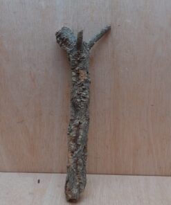 Small Cork Branch - Upto 40cm - 21