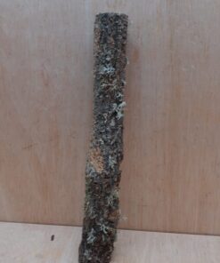 Small Cork Branch - Upto 40cm - 23