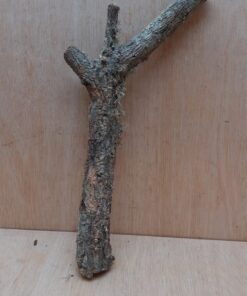 Small Cork Branch - Upto 40cm - 26