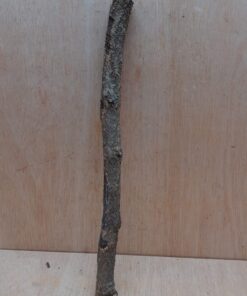 Small Cork Branch - Upto 40cm - 30
