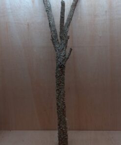 Large Cork Branch - 80-110cm - 3