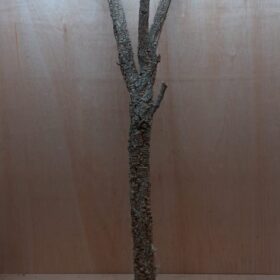 Large Cork Branch - 80-110cm - 3