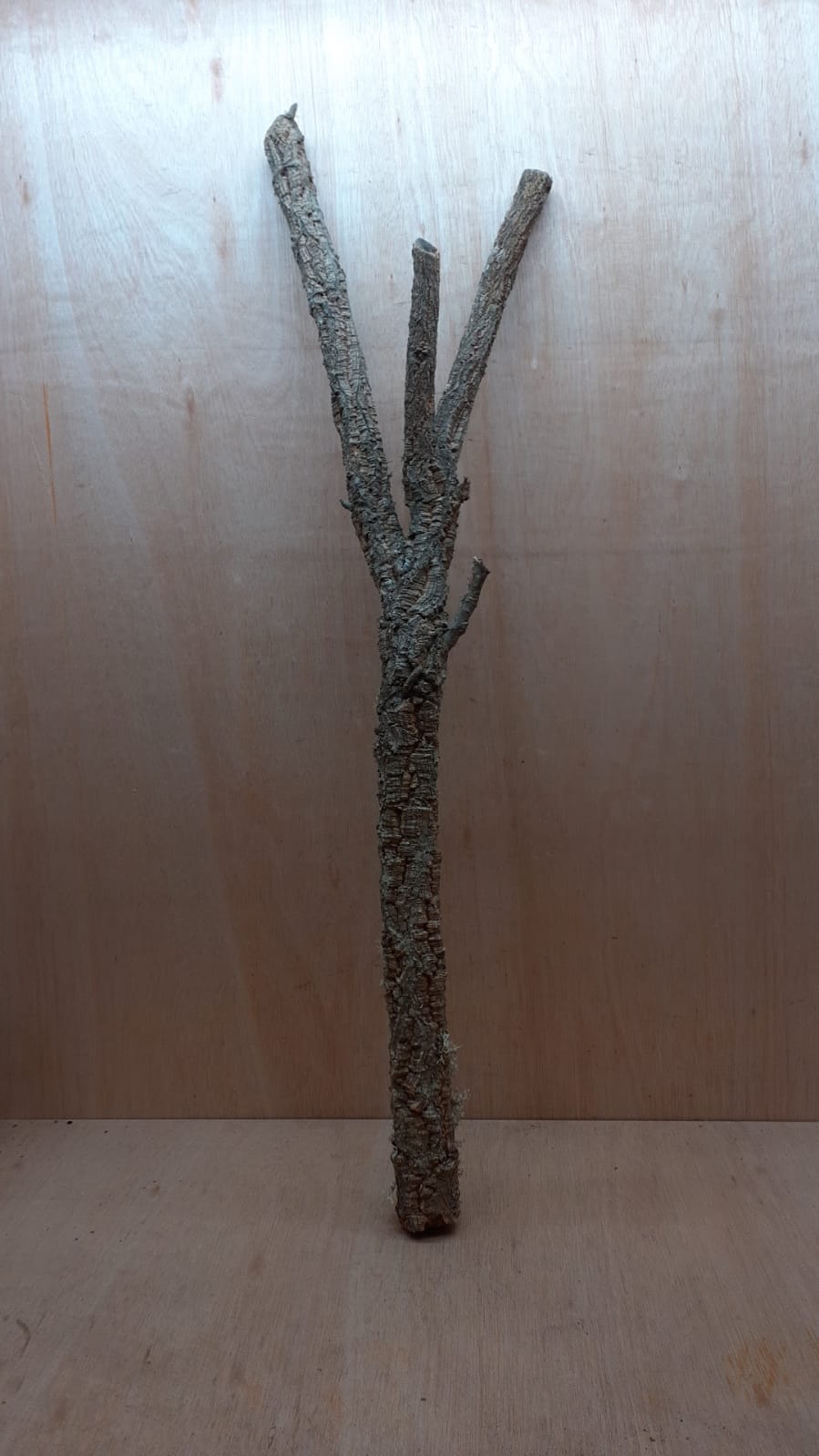Large Cork Branch - 80-110cm - 3