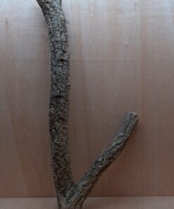 Large Cork Branch - 80-110cm - 15