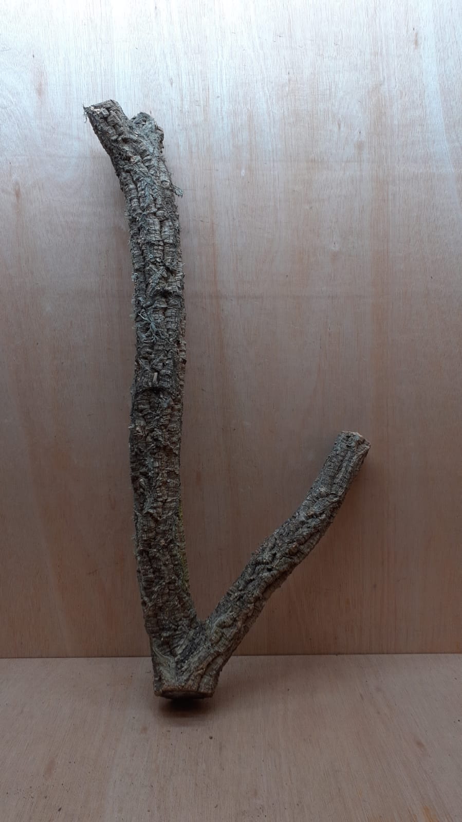Large Cork Branch - 80-110cm - 15