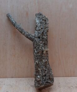 Small Cork Branch - Upto 40cm - 9