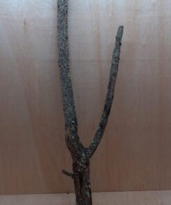 Large Cork Branch - 80-110cm - 2