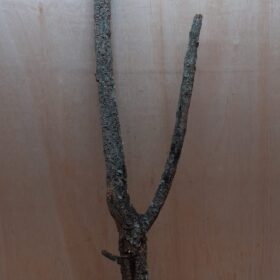 Large Cork Branch - 80-110cm - 2