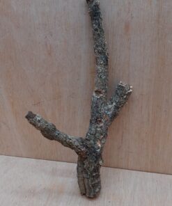 Small Cork Branch - Upto 40cm - 4