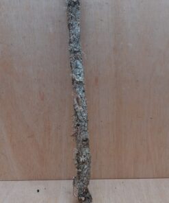 Medium Cork Branch - 40-80cm - 8