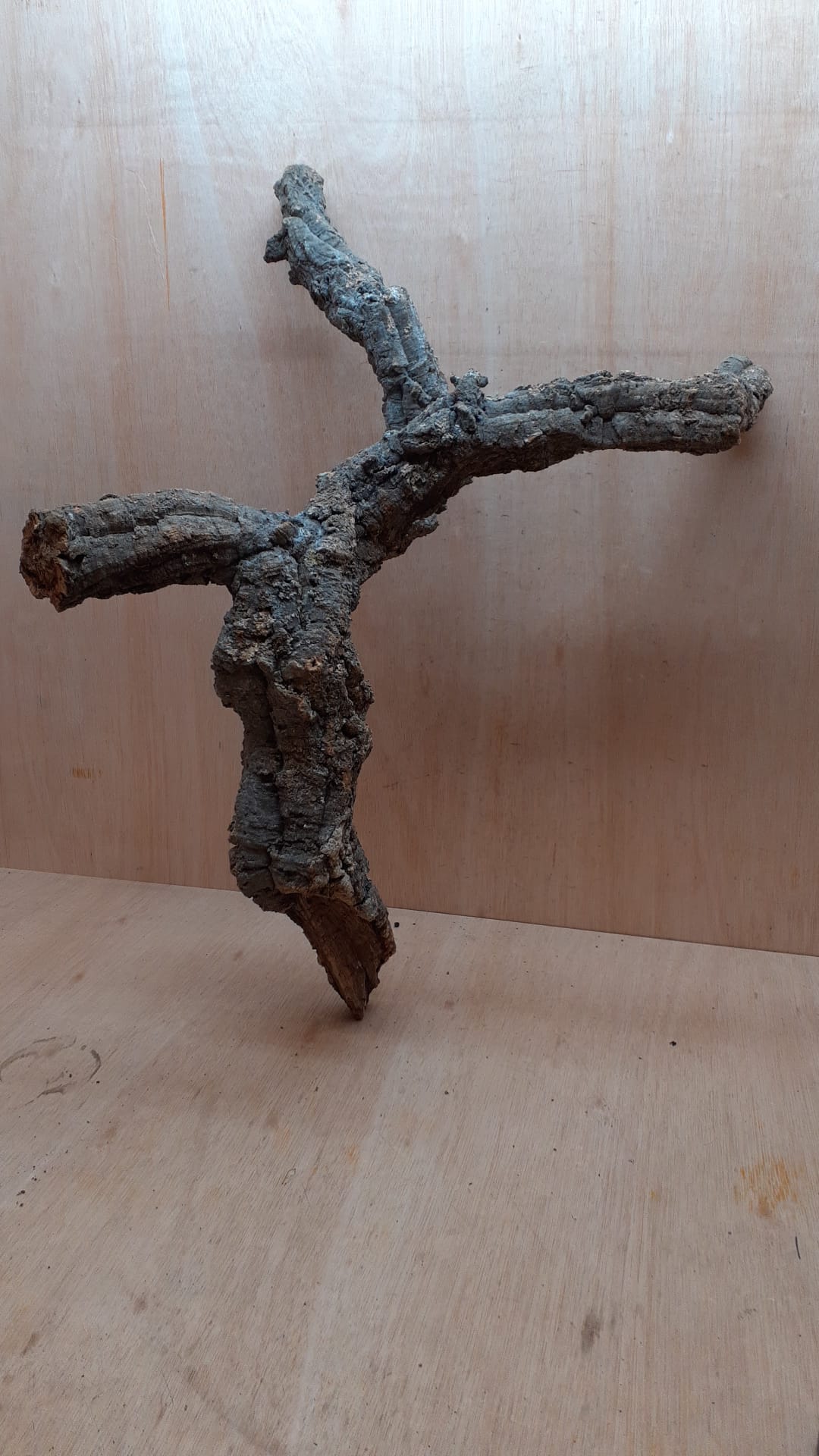 Medium Cork Branch - 40-80cm - 17