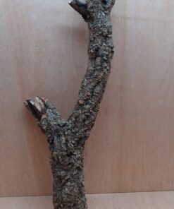 Medium Cork Branch - 40-80cm - 24