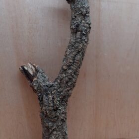 Medium Cork Branch - 40-80cm - 24