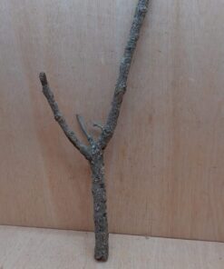 Medium Cork Branch - 40-80cm - 4