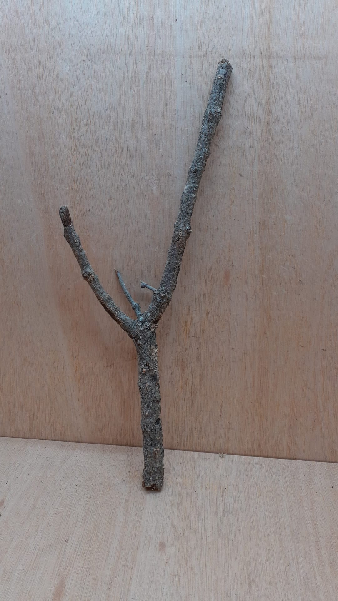 Medium Cork Branch - 40-80cm - 4