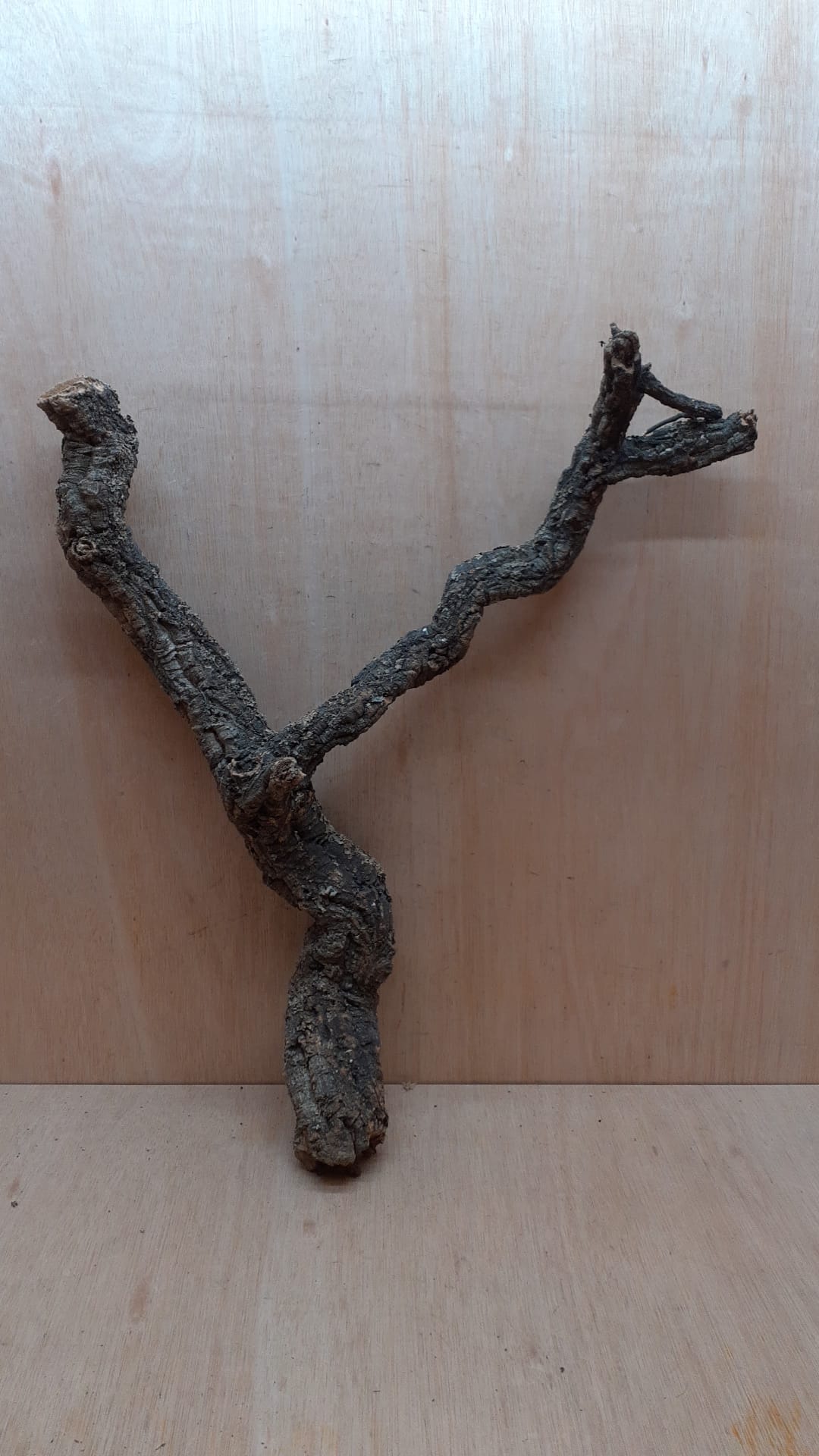 Medium Cork Branch - 40-80cm - 5
