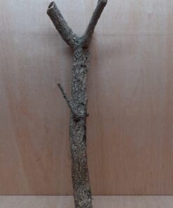 Medium Cork Branch - 40-80cm - 7