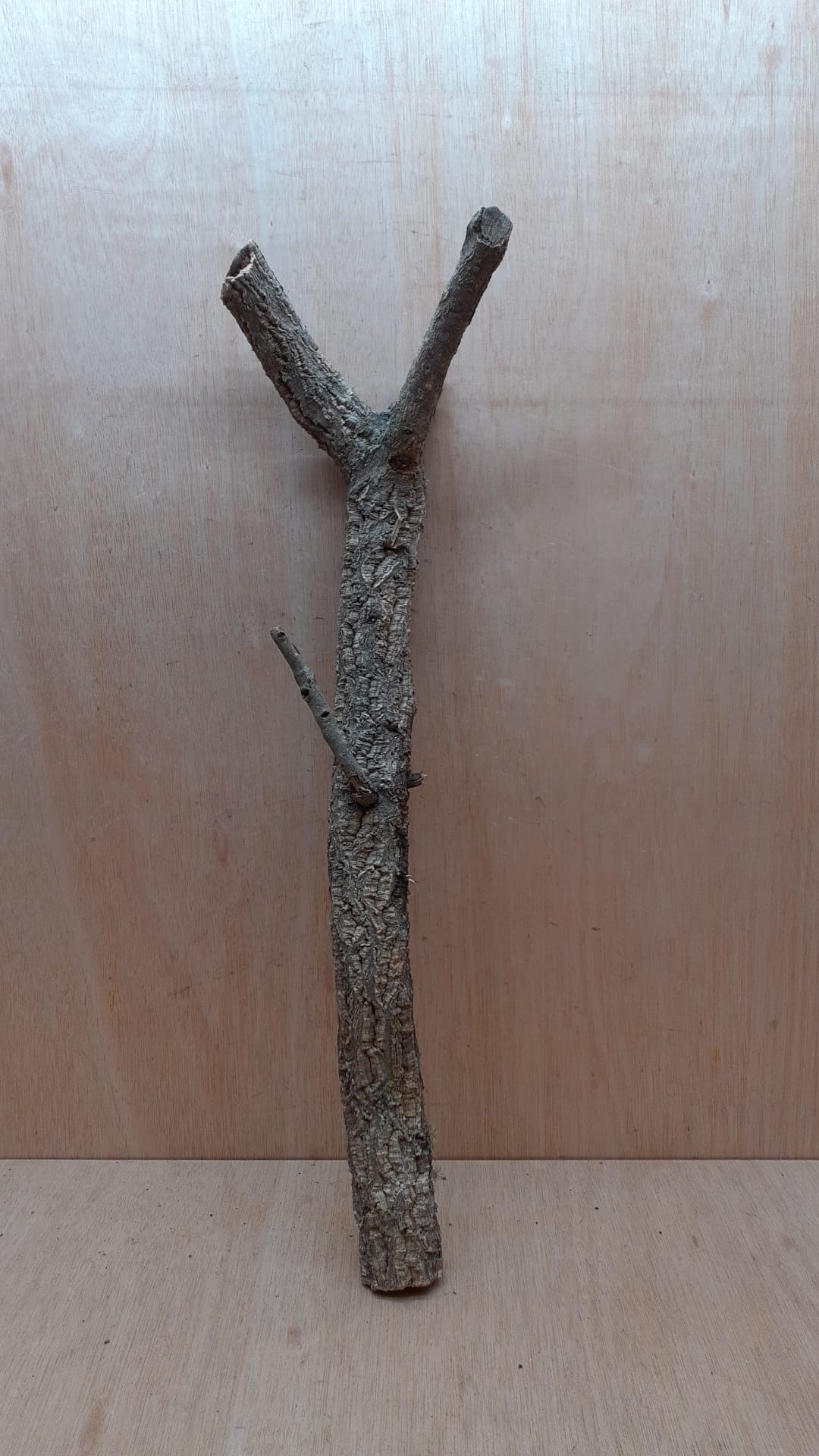 Medium Cork Branch - 40-80cm - 7