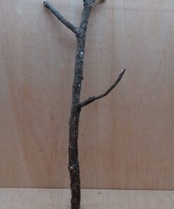 Medium Cork Branch - 40-80cm - 10