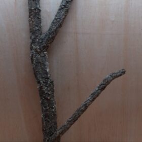 Large Cork Branch - 80-110cm - 4