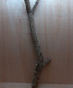 Large Cork Branch - 80-110cm - 11