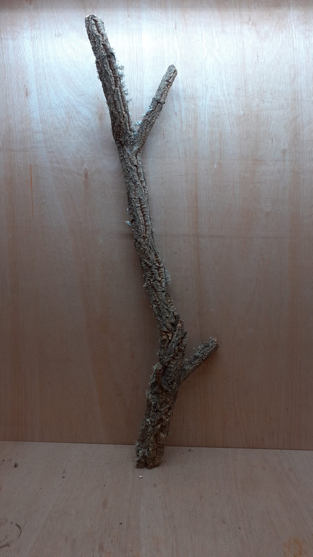 Large Cork Branch - 80-110cm - 11