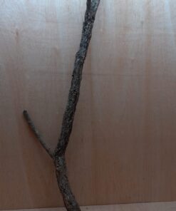 Large Cork Branch - 80-110cm - 12