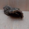 Medium Cork Hide 24