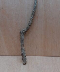 Small Cork Branch - Upto 40cm - 1