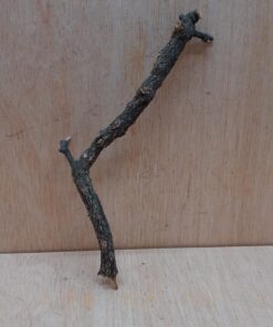 Small Cork Branch - Upto 40cm - 10